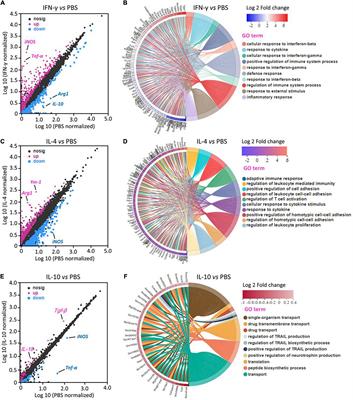 Mapping the Plasticity of Morphology, Molecular Properties and Function in Mouse Primary Microglia